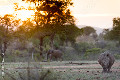 Rhino in the wilderness rhinoceros © Ozkan Ozmen
