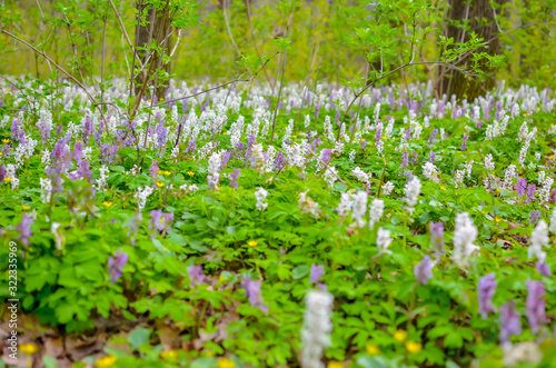 Scenic magical spring forest background of violet and white hollowroot Corydalis cava early spring wild flowers in bloom