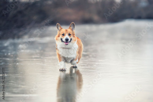 cute red Corgi dog puppy joyfully runs along the slippery blue ice on the lake in the winter Park
