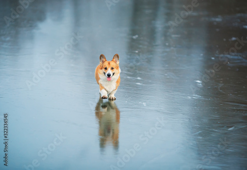 funny cute red Corgi dog puppy joyfully runs along the slippery blue ice on the lake in the winter Park