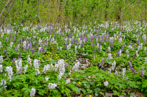 Scenic magical spring forest background of violet and white hollowroot Corydalis cava early spring wild flowers in bloom