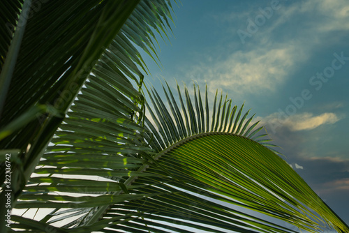 Durch Palmenwedel fotografiert gen Sonne und blauen Himmel