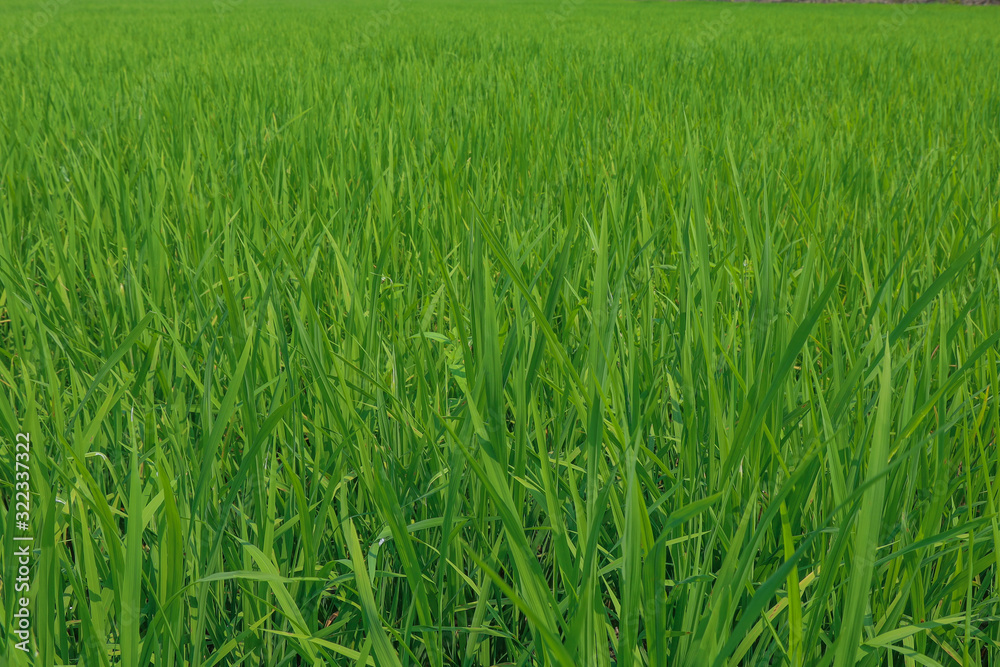 The green baby rice field in thailand for rice background The green baby rice field in thailand for rice background