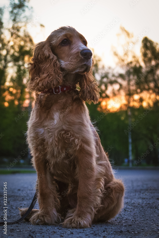 English Cocker Spaniel in the rays of the setting sun
