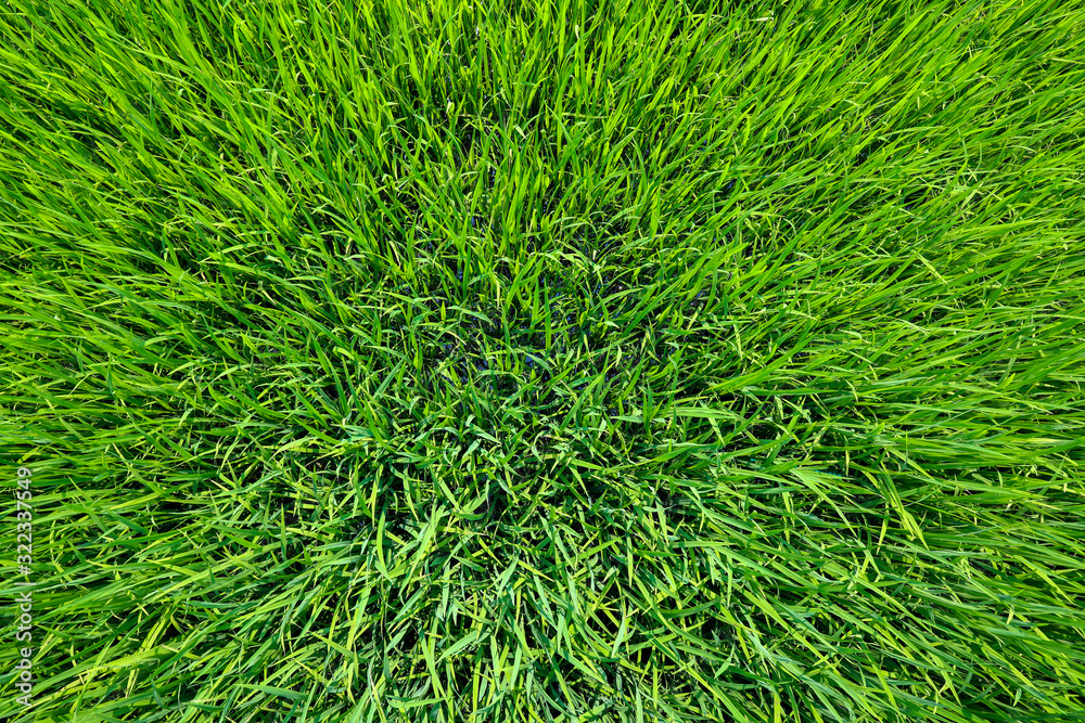 The green baby rice field in thailand for rice background The green baby rice field in thailand for rice background
