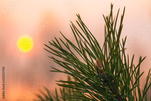 A pine branch is illuminated by the setting sun
