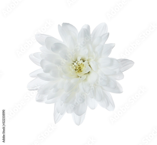 Fototapeta Naklejka Na Ścianę i Meble -  Beautiful tender chrysanthemum flower isolated on white