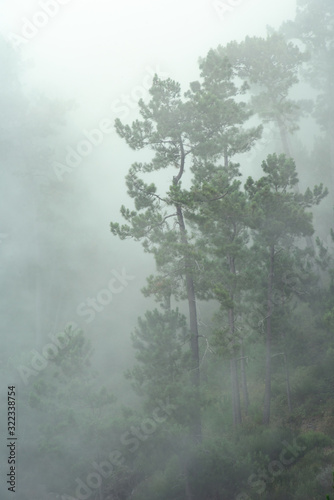 trees in fog poster