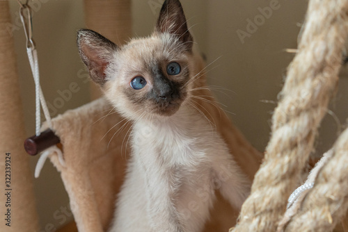 Thai or Wichien Maat kitten plays hunts on beige soft kitty hammock background. 6 weeks old Purebred Siamese cat with blue almond-shaped eyes photo