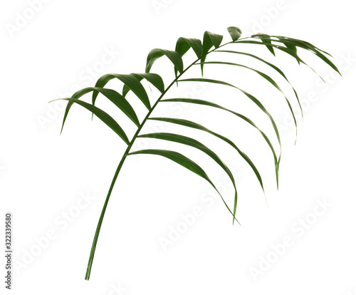 Beautiful lush tropical leaf isolated on white