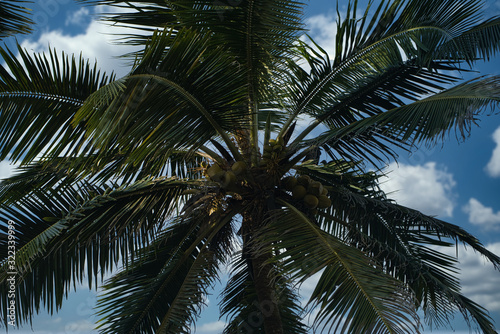 Irgendwo im Nirgendwo am einsamen Strand auf der Karibikseite in Panama mit dunklem Sand und Kokospalmen  Fernweh ruft