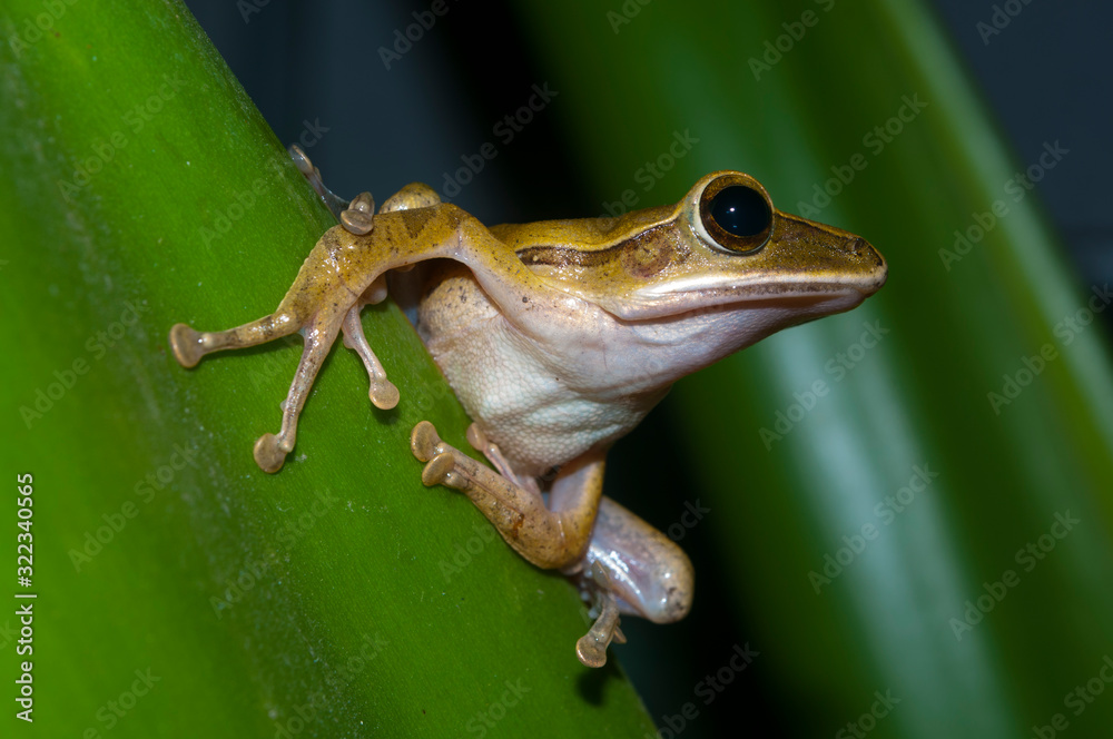 Fototapeta premium a little frog on a leaf