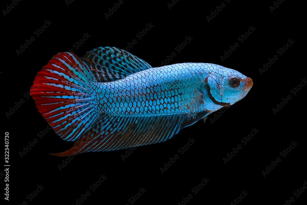 Blue and red wild betta fish, Siamese fighting fish, Pla-kad (Biting fish) isolated on black background. Blue and red wild betta fish, Siamese fighting fish, Pla-kad (Biting fish) isolated on black background.