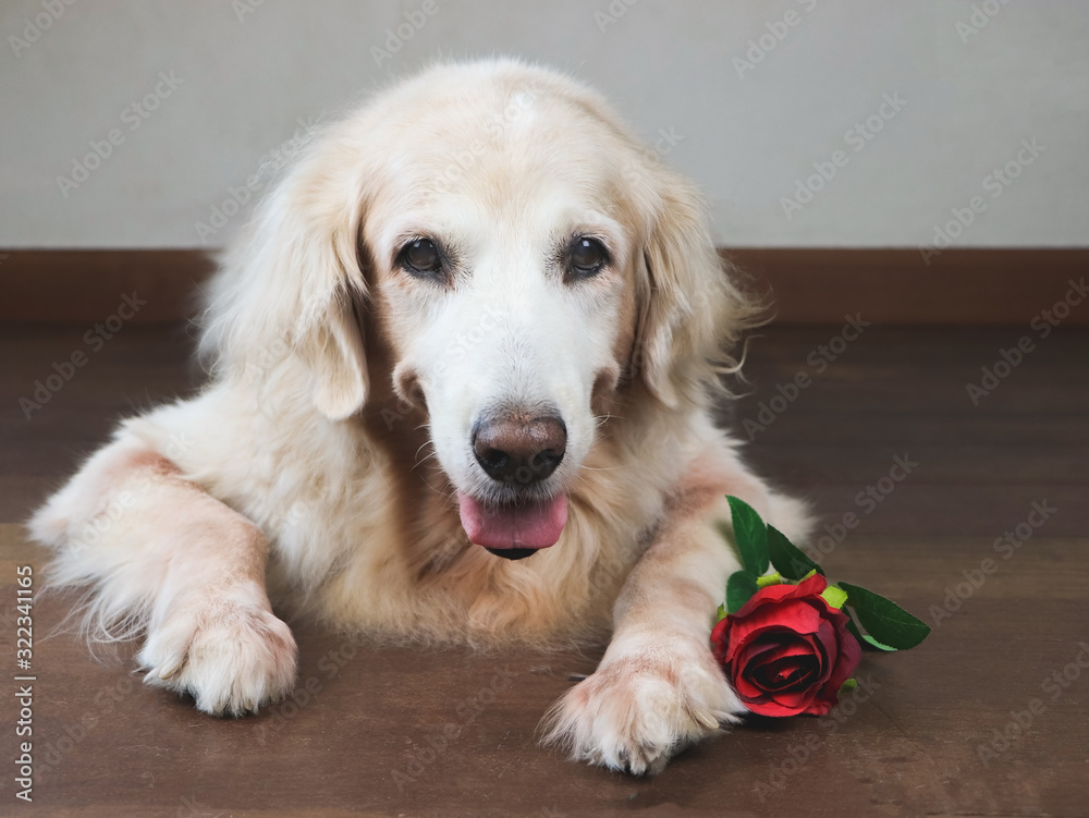 golden retriever dog lying down on wooden floor with red rose beside her.Valentine's day concept.selctive focus on dog's eyes.