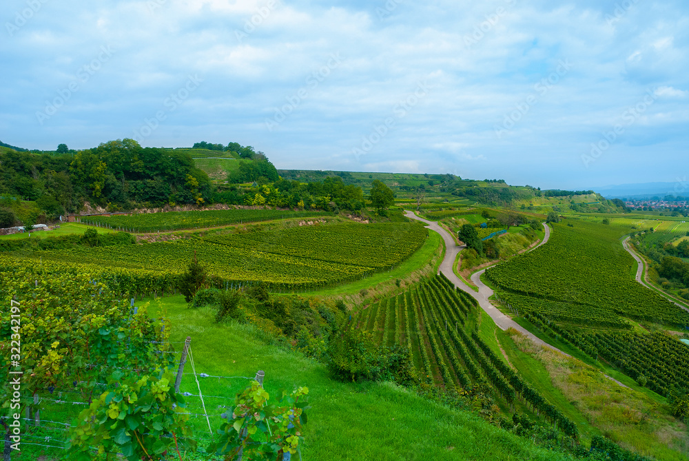 Weinberge Weintrauben Reben