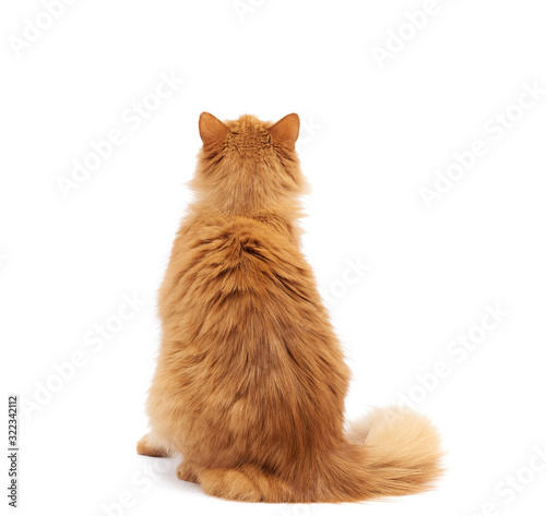 Fototapet adult fluffy red cat sits with his back