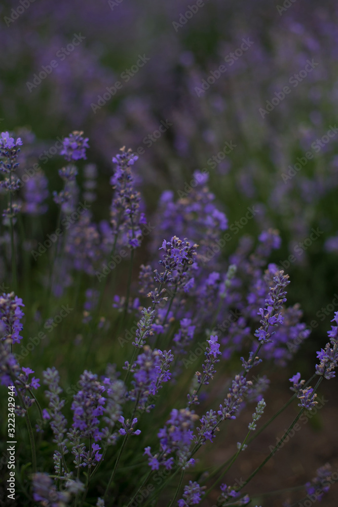 Naklejka premium vertical photo of lavender bloom
