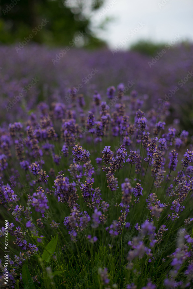 vertical photo of a lavender field on a forest background