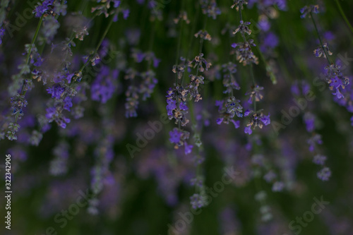 horizontal photo of an upside down flowering lavender