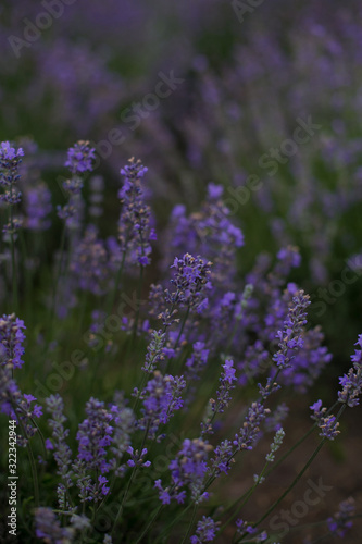 vertical photo of lavender bloom