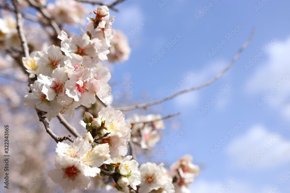 background of spring cherry blossoms tree. selective focus background of spring cherry blossoms tree. selective focus