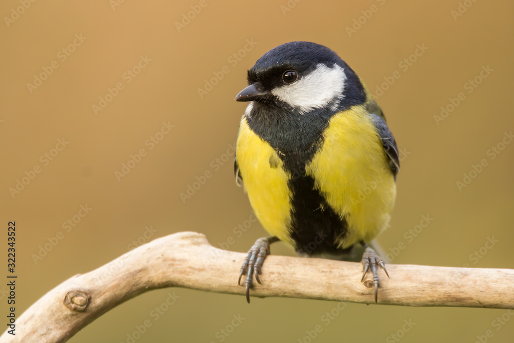 Great tit (Parus major) common garden bird close up, black yellow and white bird perching on the branch with blurry background Great tit (Parus major) common garden bird close up, black yellow and white bird perching on the branch with blurry background