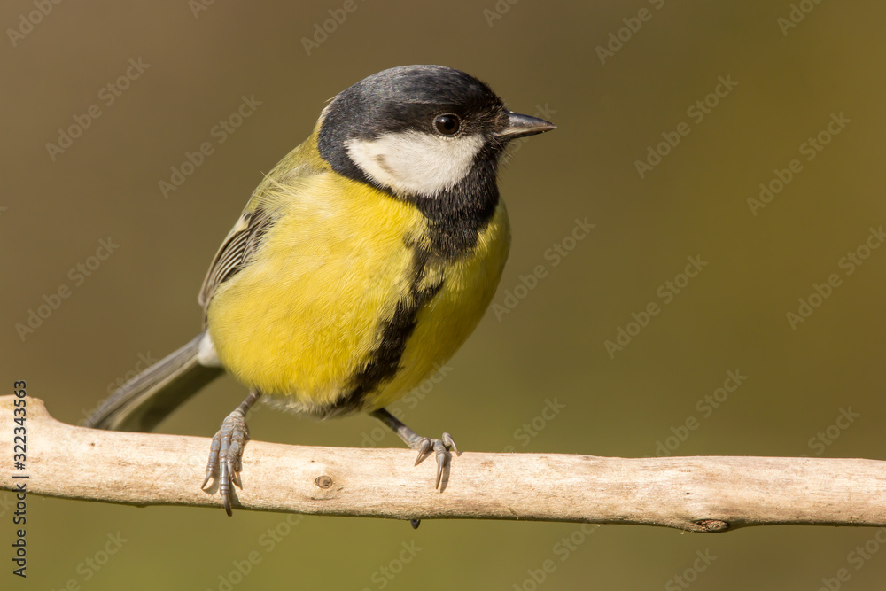 Great tit (Parus major) common garden bird close up, black yellow and white bird perching on the branch with blurry background Great tit (Parus major) common garden bird close up, black yellow and white bird perching on the branch with blurry background