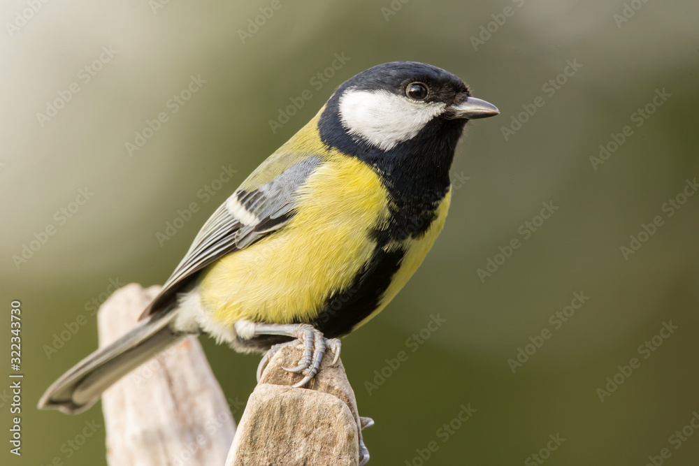 Great tit (Parus major) common garden bird close up, black yellow and white bird perching on the branch with blurry background Great tit (Parus major) common garden bird close up, black yellow and white bird perching on the branch with blurry background