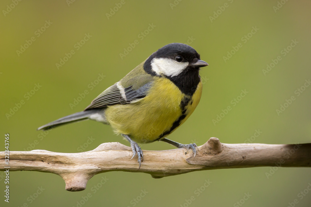 Fototapeta premium Great tit (Parus major) common garden bird close up, black yellow and white bird perching on the branch with blurry background