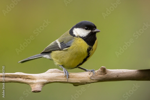 Great tit (Parus major) common garden bird close up, black yellow and white bird perching on the branch with blurry background © Luka