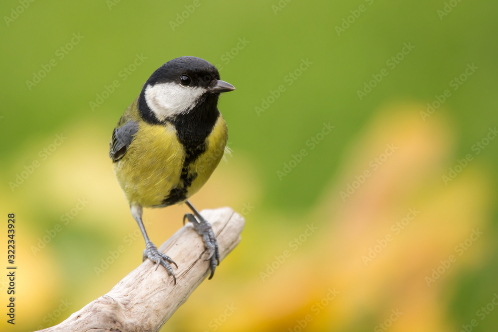 Great tit (Parus major) common garden bird close up, black yellow and white bird perching on the branch with warm autumn colors in blurry background