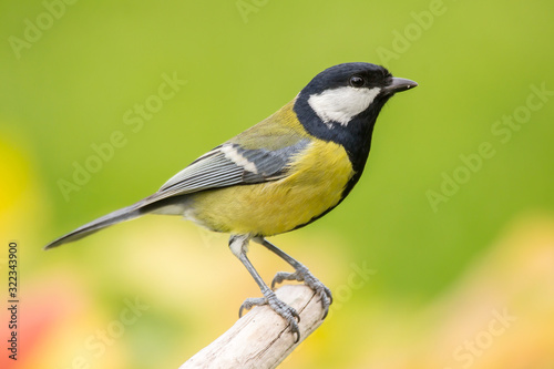 Great tit (Parus major) common garden bird close up, black yellow and white bird perching on the branch with warm autumn colors in blurry background