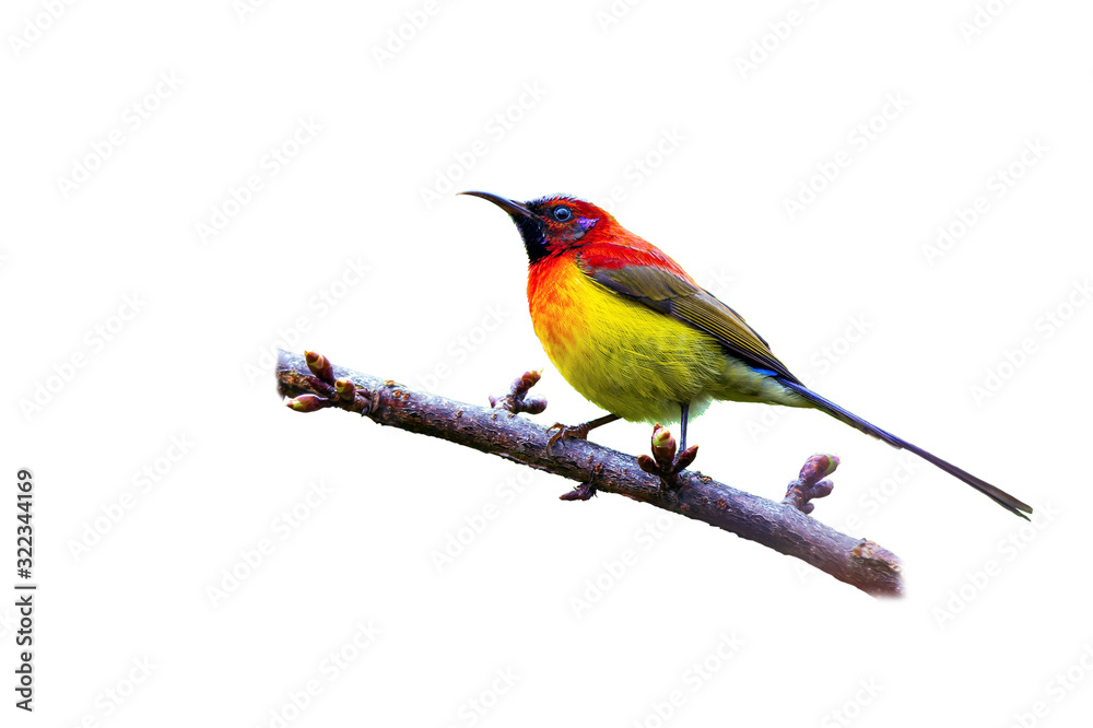 Mrs. Gould's Sunbird or Aethopyga gouldiae, beautiful bird isolated perching on branch with white background and clipping path, Wild Himalayan Cherry.
