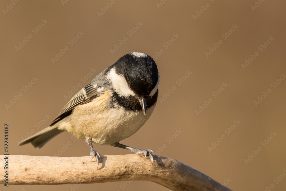 Coal tit (Periparus ater) or cole tit, black-crested tit, very small bird in family Paridae. Tiny bird with white nape spot on its black head, white striped tit Coal tit (Periparus ater) or cole tit, black-crested tit, very small bird in family Paridae. Tiny bird with white nape spot on its black head, white striped tit