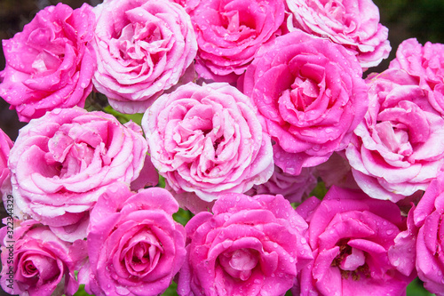 group of pink roses view from above
