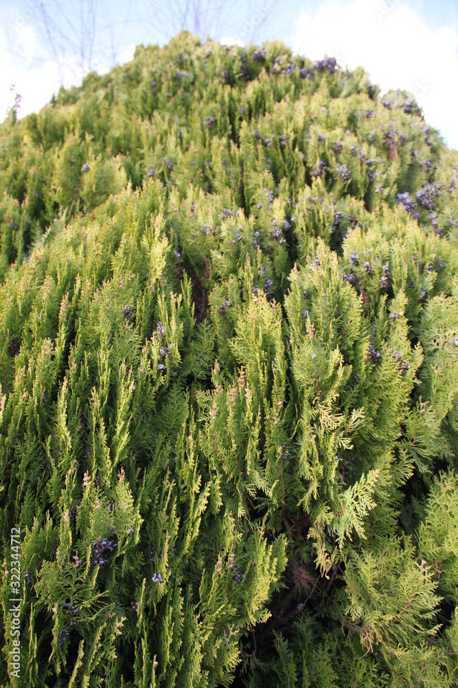 Japanese vertical cypress fruits close up Japanese vertical cypress fruits close up