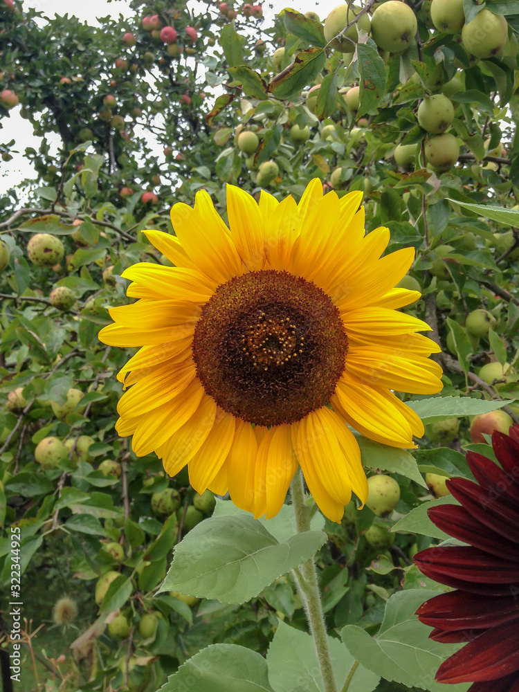 Obraz premium closeup on an isolated sunflower with green background