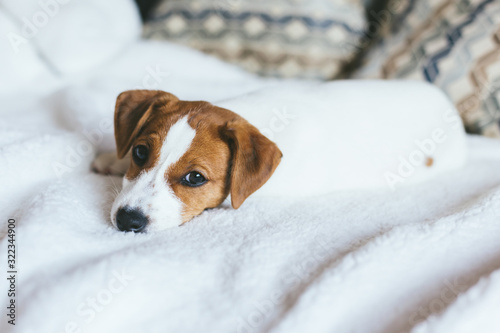 Adorable puppy Jack Russell Terrier laying on the white blanket.