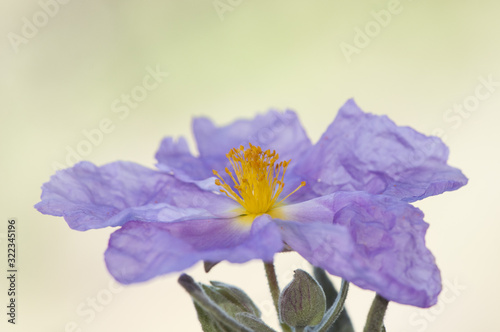 Cistus albidus gray-leaved shrub plant with purple pink flowers and orange-yellow center typical of limestone soils photo