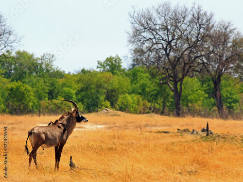 Rare Roan Antelope (Hippotragus equinus) standing on the dry open Africna Plains. The grass is very yellow as it is the dry season and water is scarce. Hwange National Park, Zimbabwe