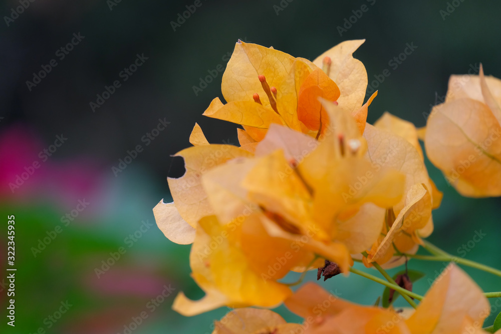 Close up view of bougainvillea flower.