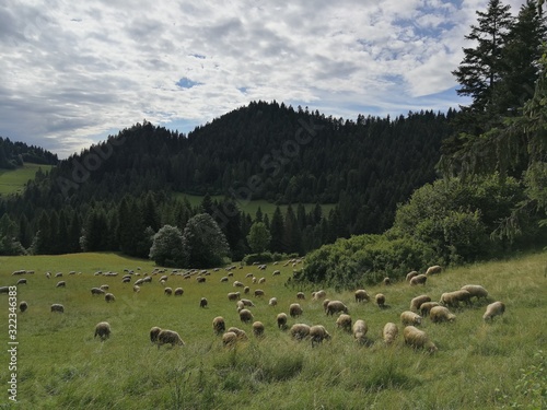 views from the Pieniny