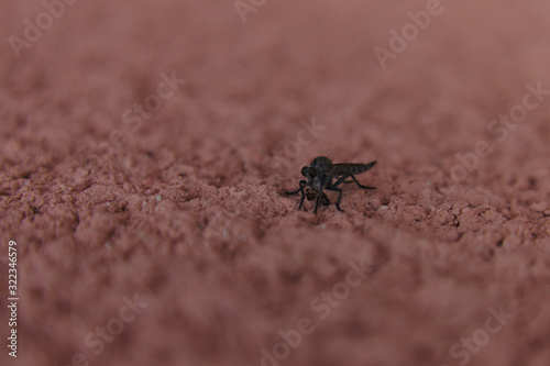 Mosquito on a pink wall. Blurry foreground and background with a horizontal in focus band.