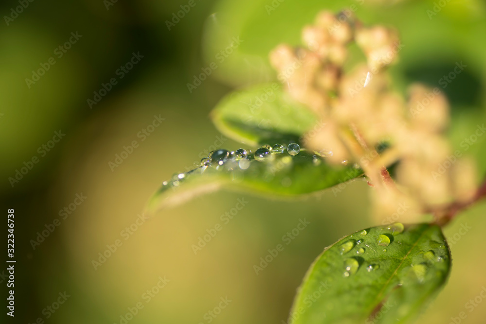 Close-up of bright green leaves with well-defined and clear water drops on them. Macro photography. Close-up of bright green leaves with well-defined and clear water drops on them. Macro photography.