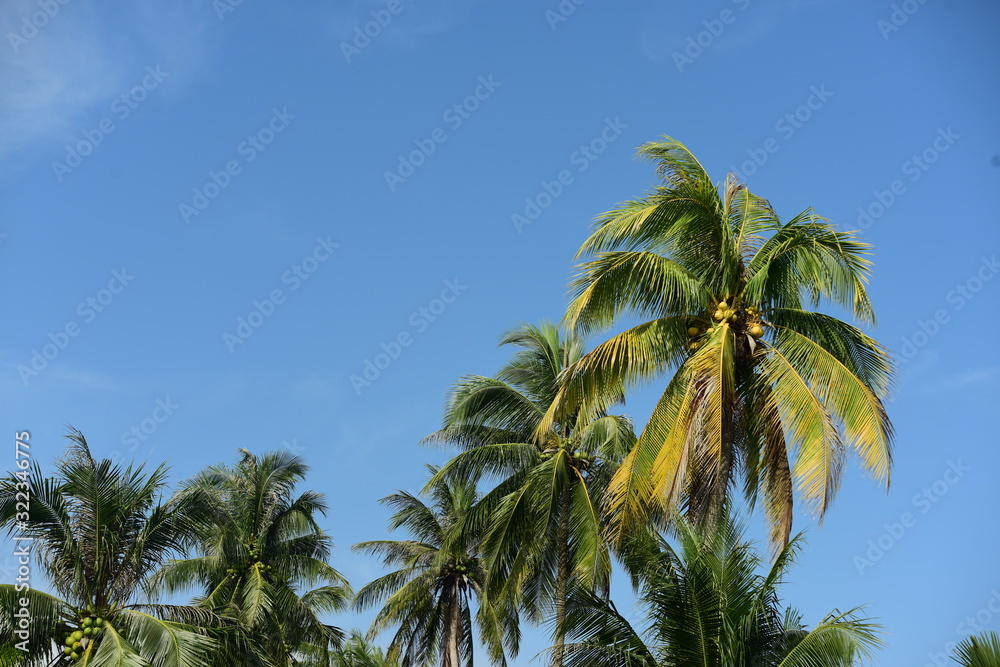 View of coconut trees and the sky