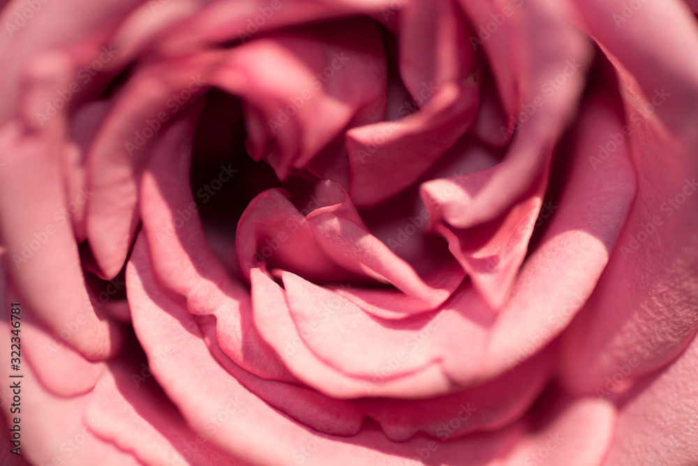 beautiful natural and open pink rose flower