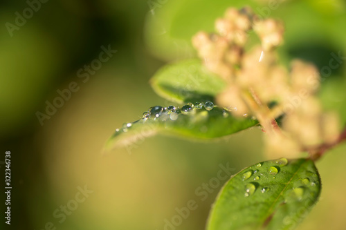 Close-up of bright green leaves with well-defined and clear water drops on them. Macro photography.