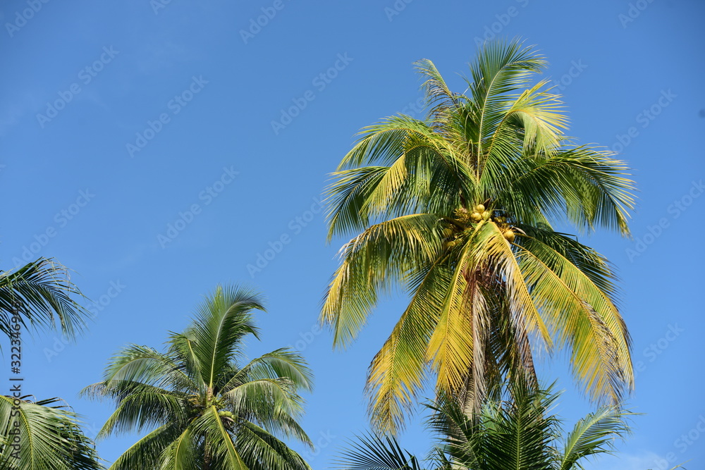 View of coconut trees and the sky