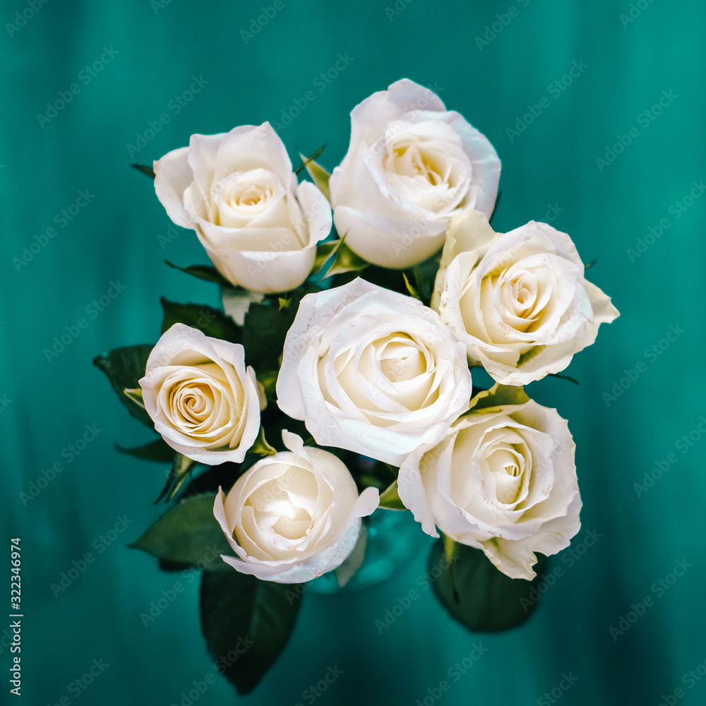 Obraz premium white roses flat lay on a classic blue background