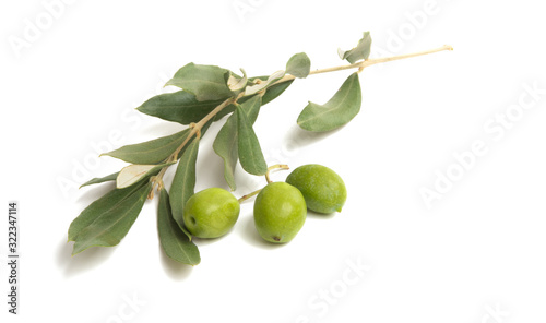 branch with olives isolated
